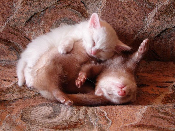 animales-companeros-siesta (25)