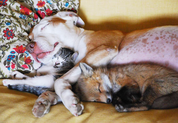 animales-companeros-siesta (5)