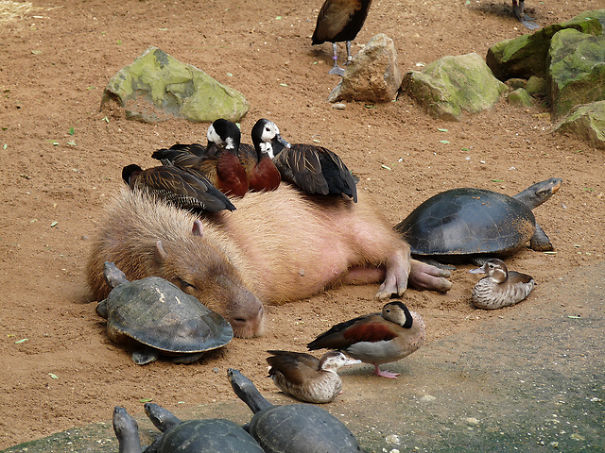 animales-companeros-siesta (8)