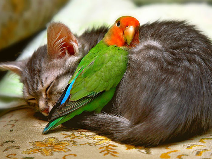 25 Fotos de compañeros de siesta poco habituales