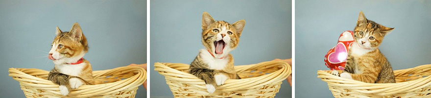 animales-refugio-visita-oficinas-snuggle-delivery (1)