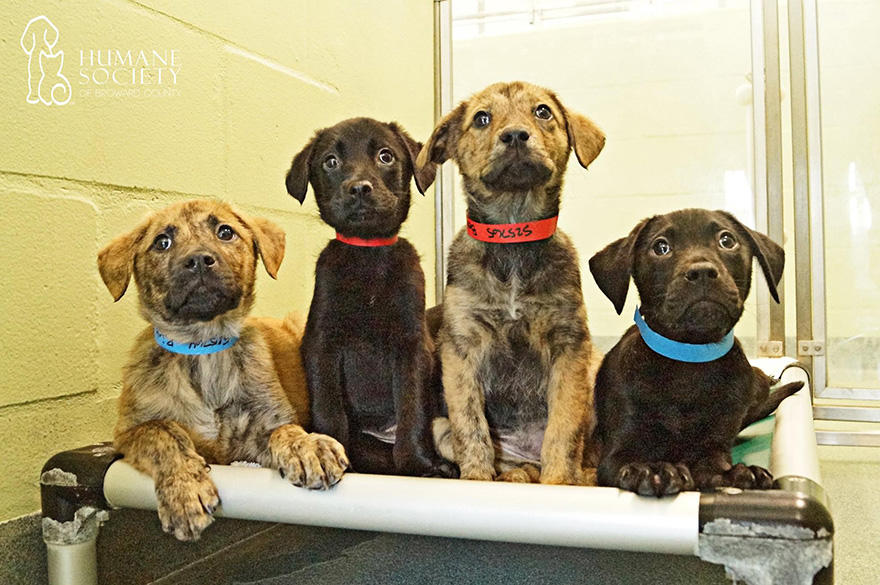 animales-refugio-visita-oficinas-snuggle-delivery (10)