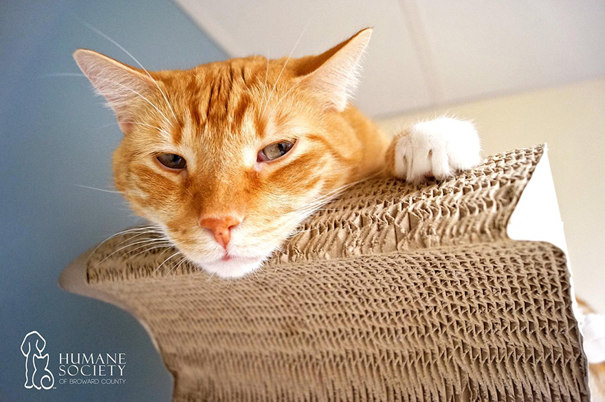 animales-refugio-visita-oficinas-snuggle-delivery (13)