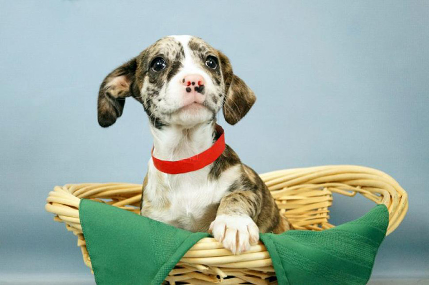 animales-refugio-visita-oficinas-snuggle-delivery (15)