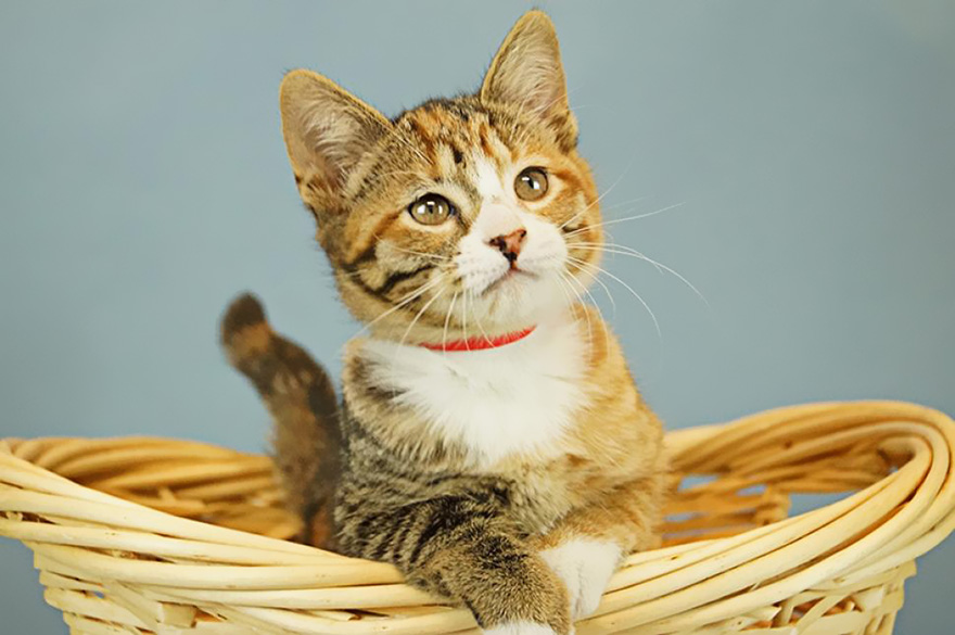 animales-refugio-visita-oficinas-snuggle-delivery (16)