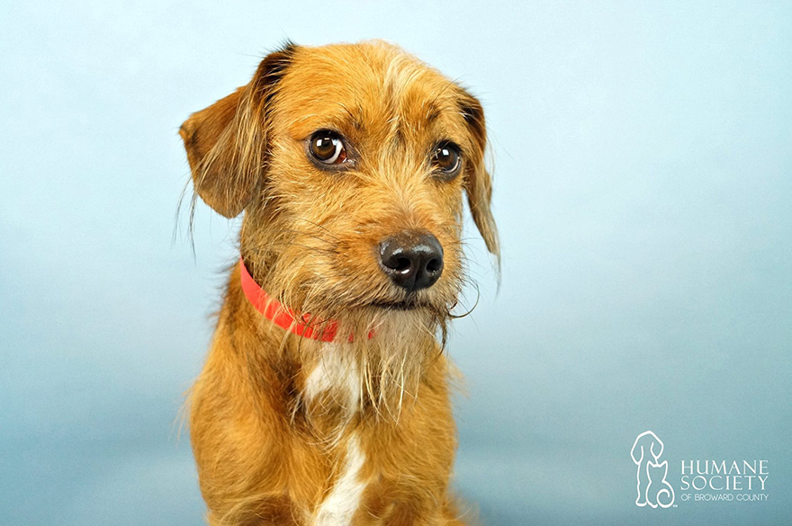 animales-refugio-visita-oficinas-snuggle-delivery (3)