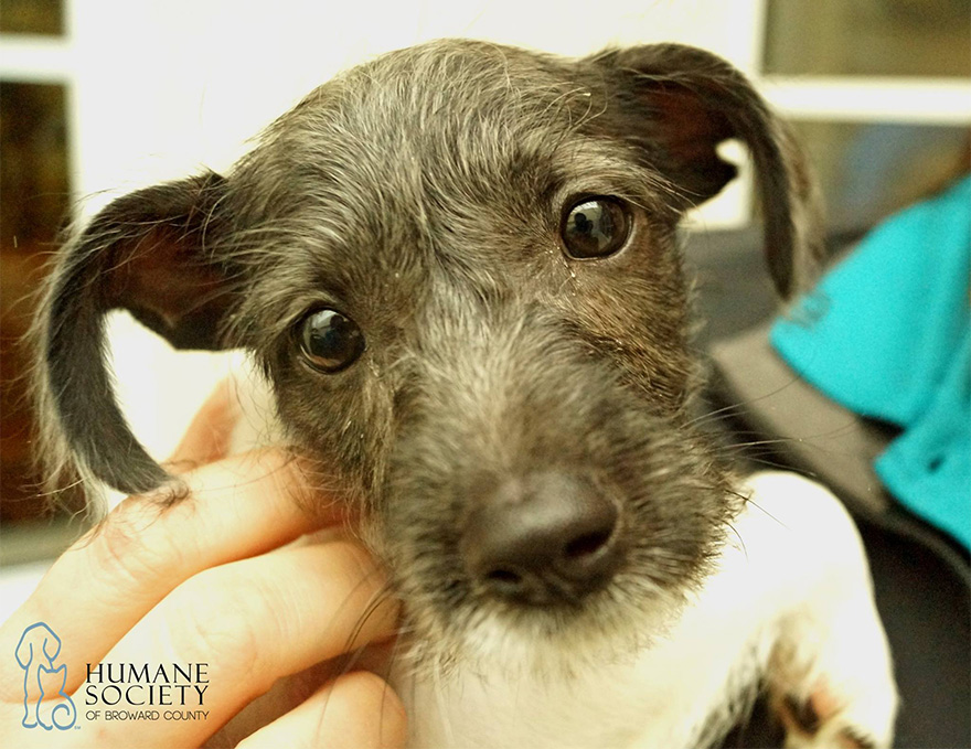 animales-refugio-visita-oficinas-snuggle-delivery (4)