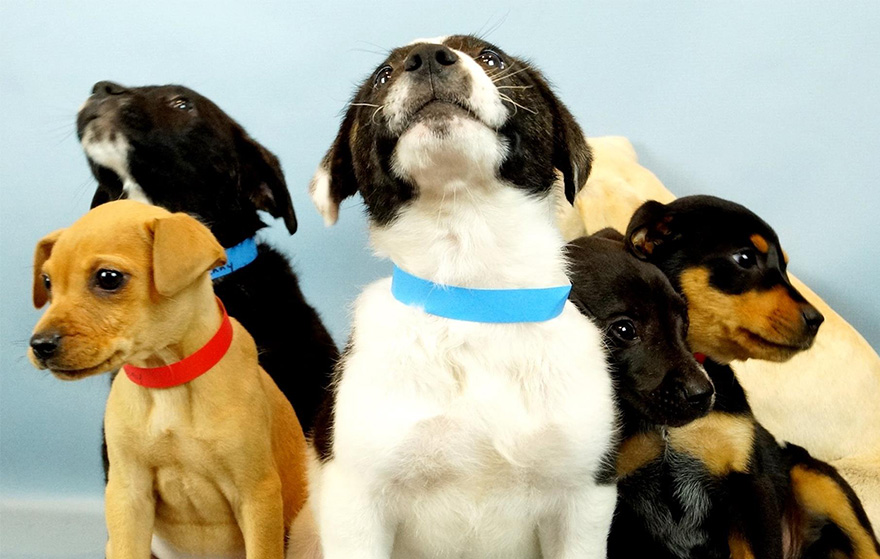 animales-refugio-visita-oficinas-snuggle-delivery (6)