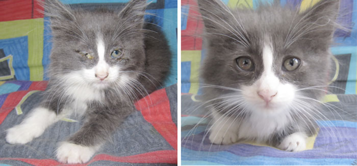antes-despues-gatos-rescatados (1)