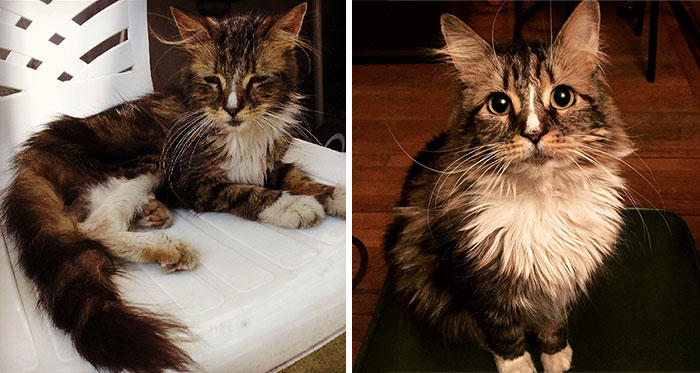 antes-despues-gatos-rescatados (12)
