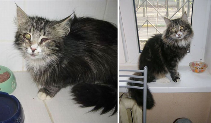 antes-despues-gatos-rescatados (13)