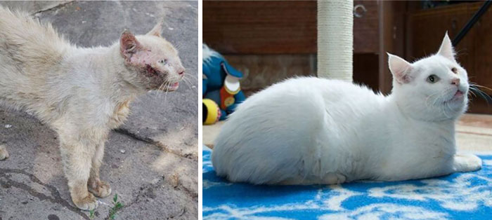 antes-despues-gatos-rescatados (14)