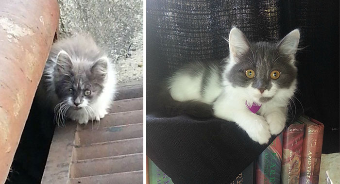 antes-despues-gatos-rescatados (16)