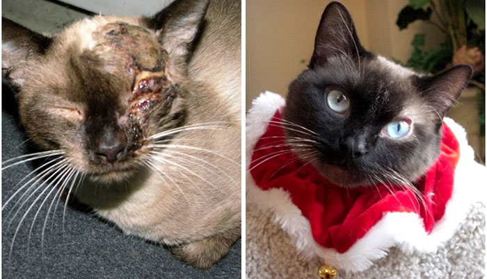antes-despues-gatos-rescatados (17)
