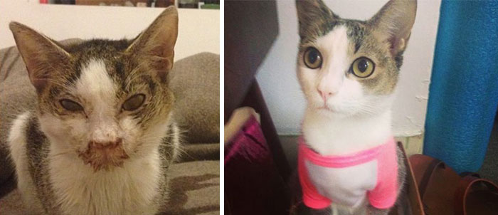 antes-despues-gatos-rescatados (18)