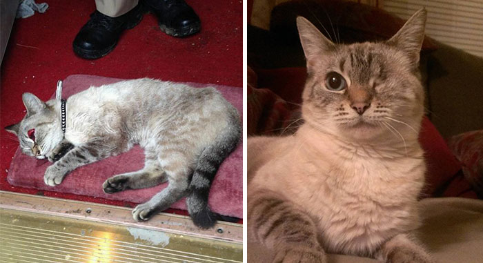 antes-despues-gatos-rescatados (19)