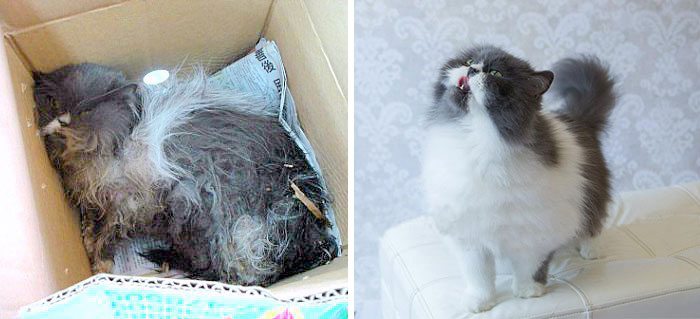 antes-despues-gatos-rescatados (2)