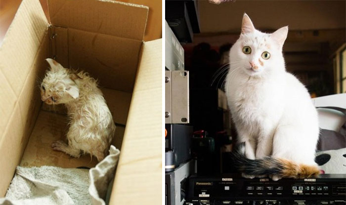 antes-despues-gatos-rescatados (20)