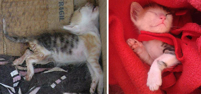 antes-despues-gatos-rescatados (23)