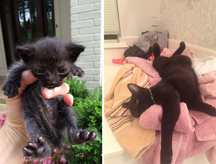 antes-despues-gatos-rescatados (3)
