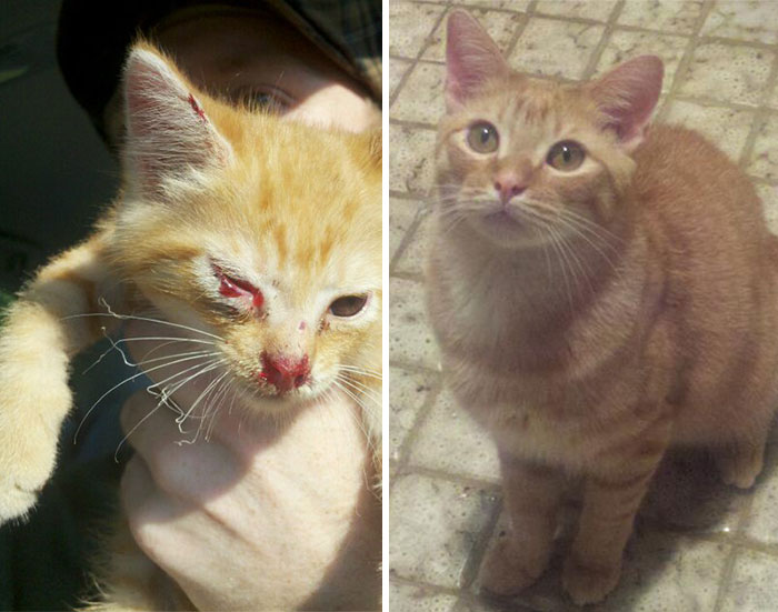 antes-despues-gatos-rescatados (4)