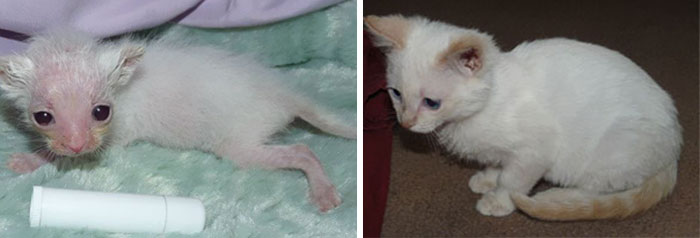 antes-despues-gatos-rescatados (6)