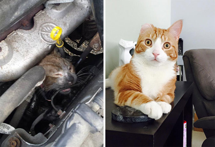 antes-despues-gatos-rescatados (7)