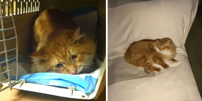 antes-despues-gatos-rescatados (9)