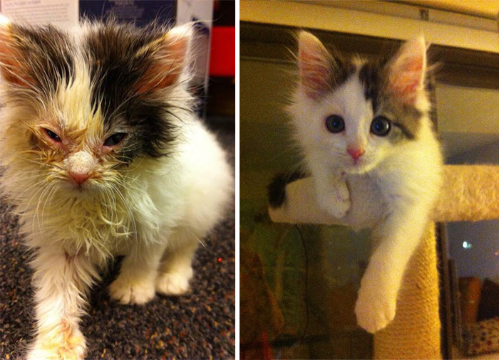 20 Fotos elocuentes que muestran a gatos rescatados de la muerte