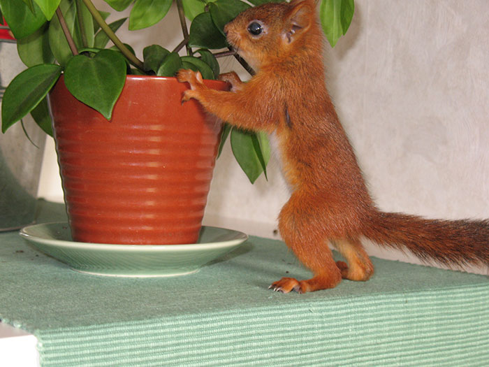 ardilla-roja-adoptada-arttu-finlandia (1)