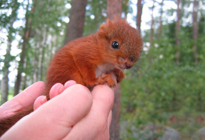 ardilla-roja-adoptada-arttu-finlandia (17)