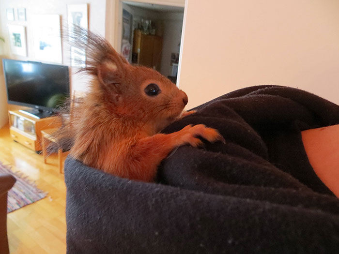 ardilla-roja-adoptada-arttu-finlandia (18)
