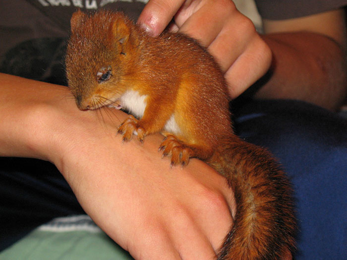 ardilla-roja-adoptada-arttu-finlandia (2)
