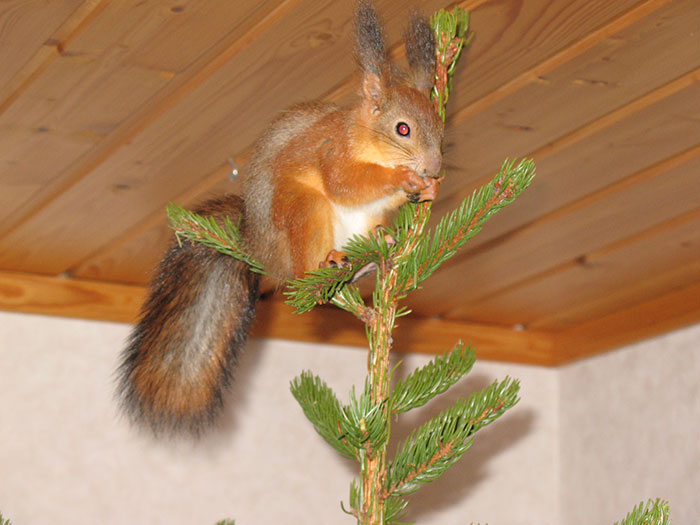 ardilla-roja-adoptada-arttu-finlandia (4)