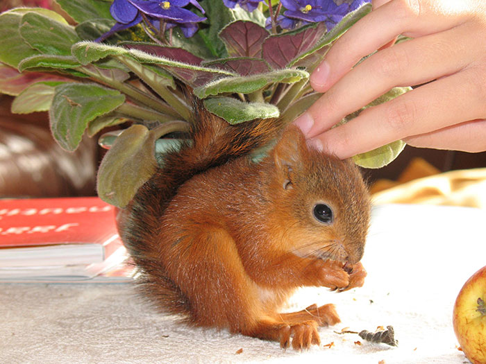 ardilla-roja-adoptada-arttu-finlandia (8)