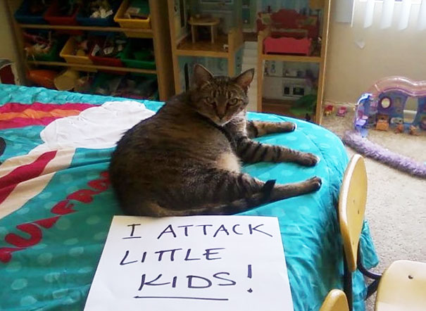 castigo-gatos-avergonzar (9)
