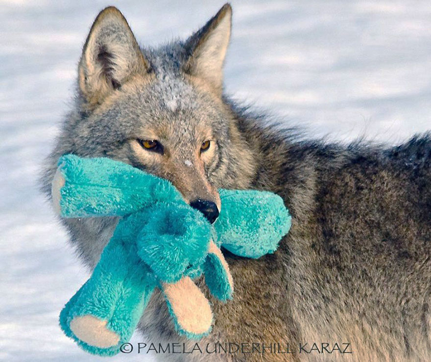 coyote-ladron-juguetes (1)