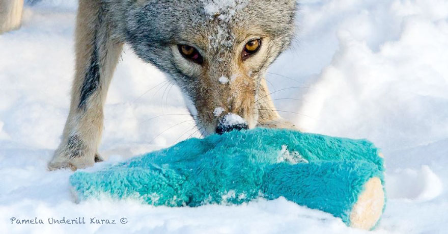 coyote-ladron-juguetes (2)