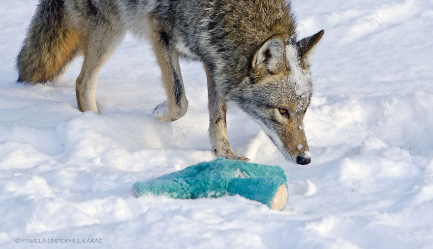 coyote-ladron-juguetes (3)