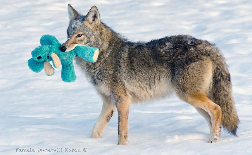 coyote-ladron-juguetes (4)
