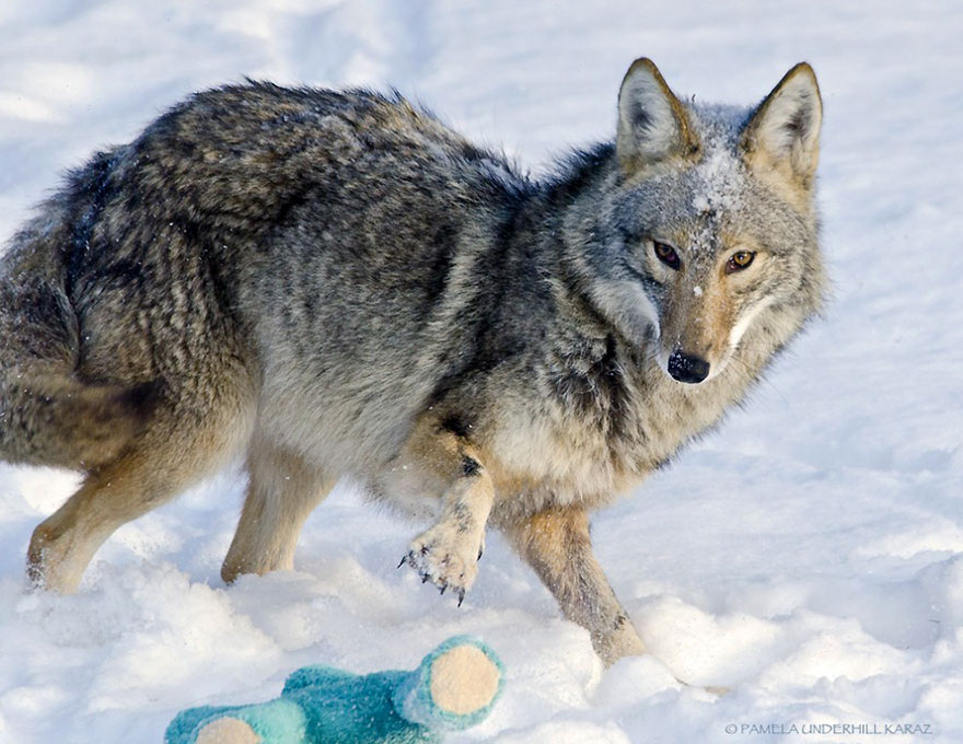 coyote-ladron-juguetes (5)
