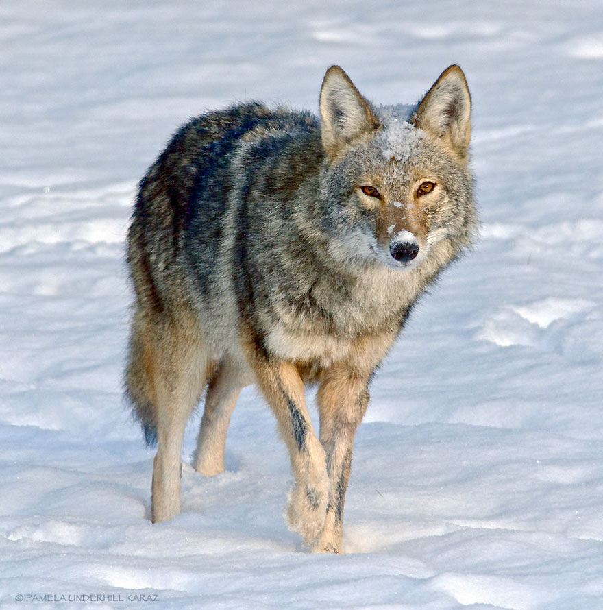 coyote-ladron-juguetes (6)