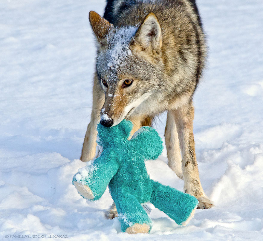 coyote-ladron-juguetes (7)