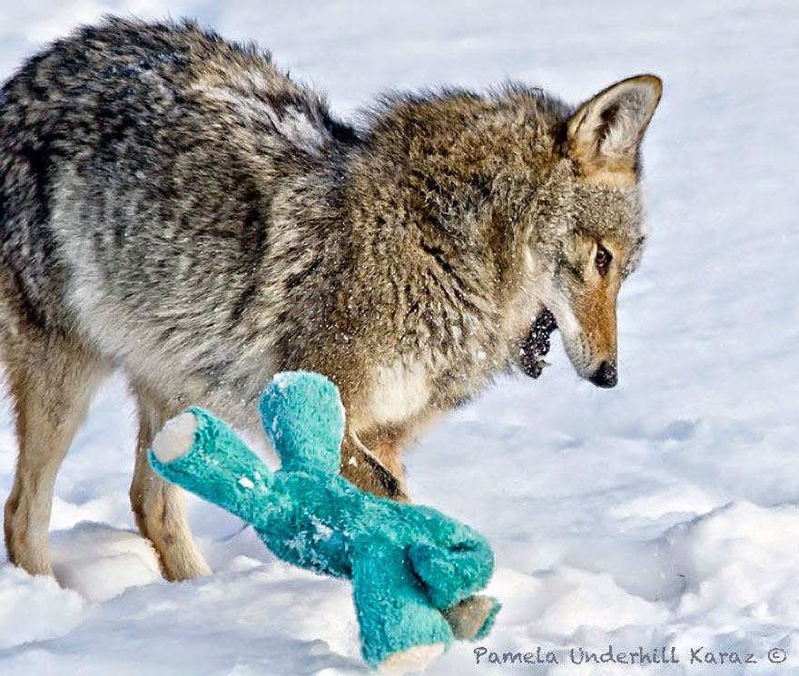 coyote-ladron-juguetes (8)