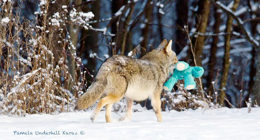 coyote-ladron-juguetes (9)