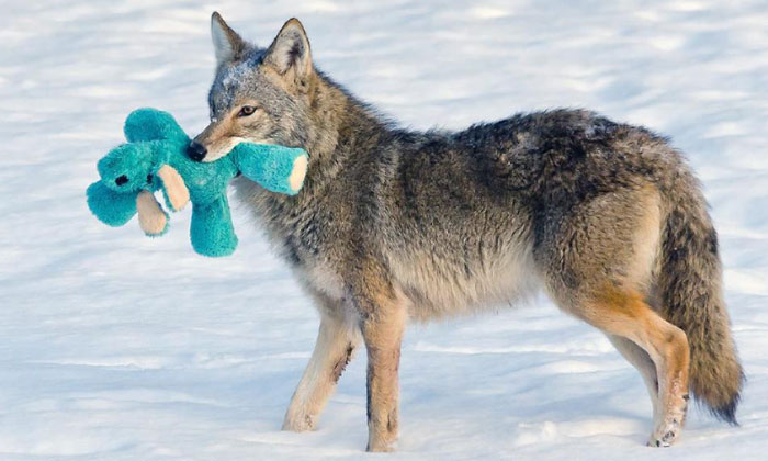 Este coyote encuentra un juguete y demuestra que los animales salvajes son tan juguetones como las mascotas
