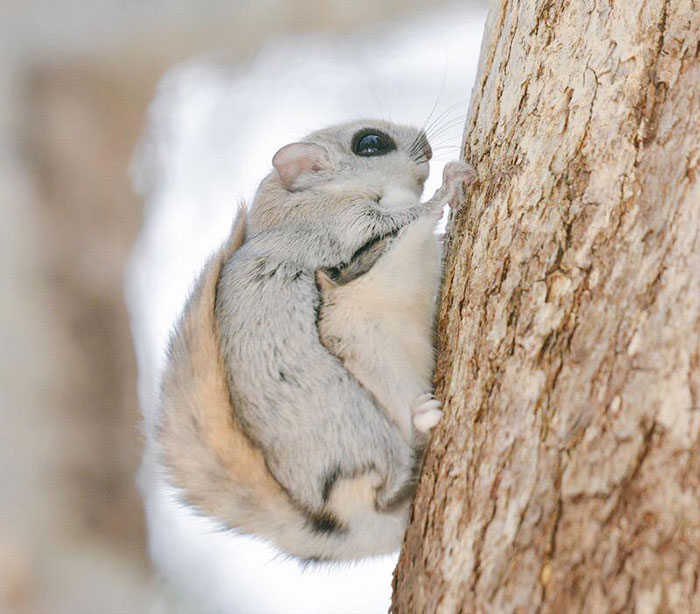 fauna-adorable-hokkaido-japon (10)