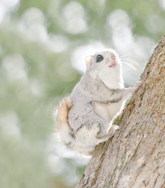 fauna-adorable-hokkaido-japon (11)