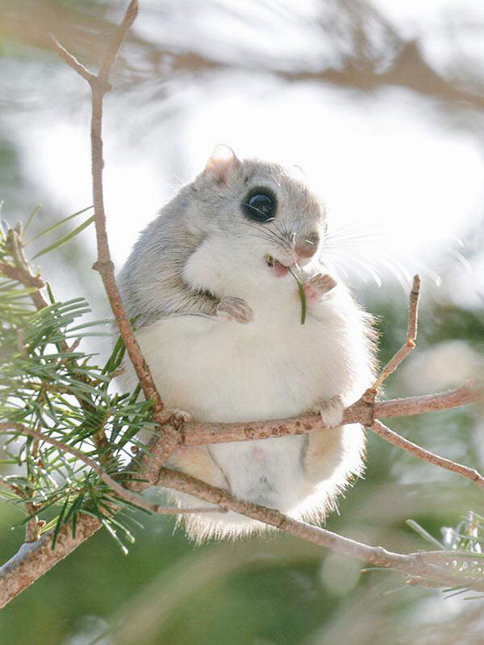 fauna-adorable-hokkaido-japon (12)
