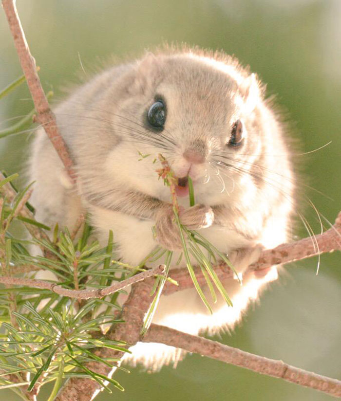 fauna-adorable-hokkaido-japon (13)